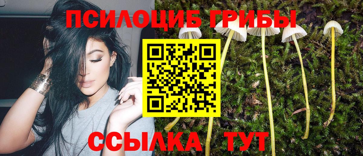Псилоцибиновые грибы мицелий Новоалтайск